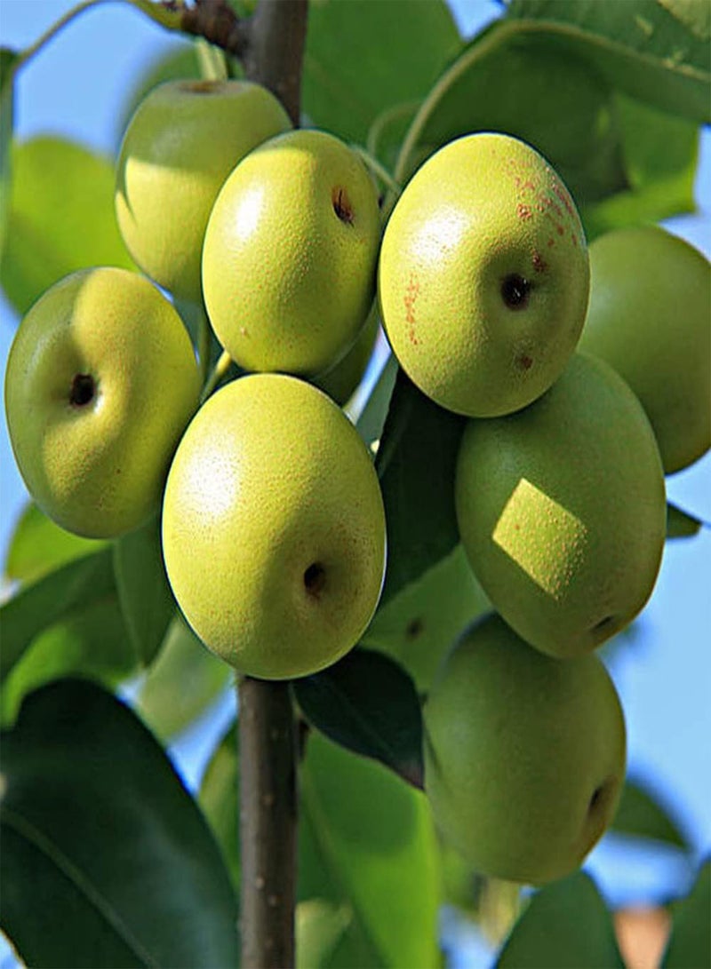 GGOOT 30Pcs Pear Seeds Perennial Fruit for Outdoor Farm Gardening Planting Juicy Fruit Add Unique Style to The Garden Courtyard - Image 1