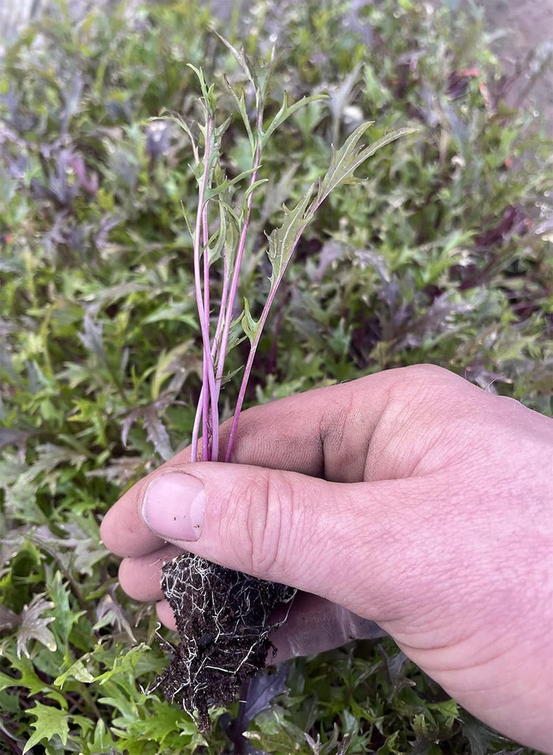 جي جوت نباتات سلطة ذات سيقان حمراء، نباتات سلطة "ازرعها بنفسك" جاهزة للزراعة الآن، نباتات خضراوات صغيرة (50) - Image 1