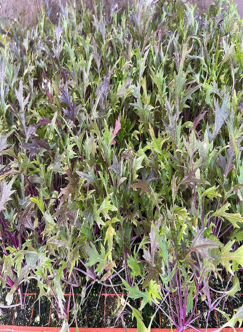 جي جوت نباتات سلطة ذات سيقان حمراء، نباتات سلطة "ازرعها بنفسك" جاهزة للزراعة الآن، نباتات خضراوات صغيرة (50) - Image 2