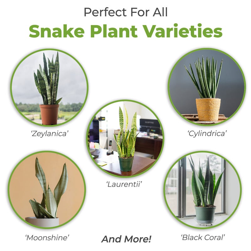 Perfect Plants Organic Snake Plant Soil in 8qt. Bag | Coco Coir Based Potting Mix Snake Plant Varieties - Image 3