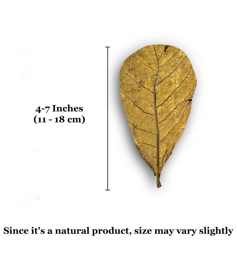 SunGrow Catappa Indian Almond Leaves for Shrimp Aquariums, 4-7 Inches Long Leaf (10 Pcs), Lowers Your Tank's pH and Pet Stress, Creates Better Habitat Environment
