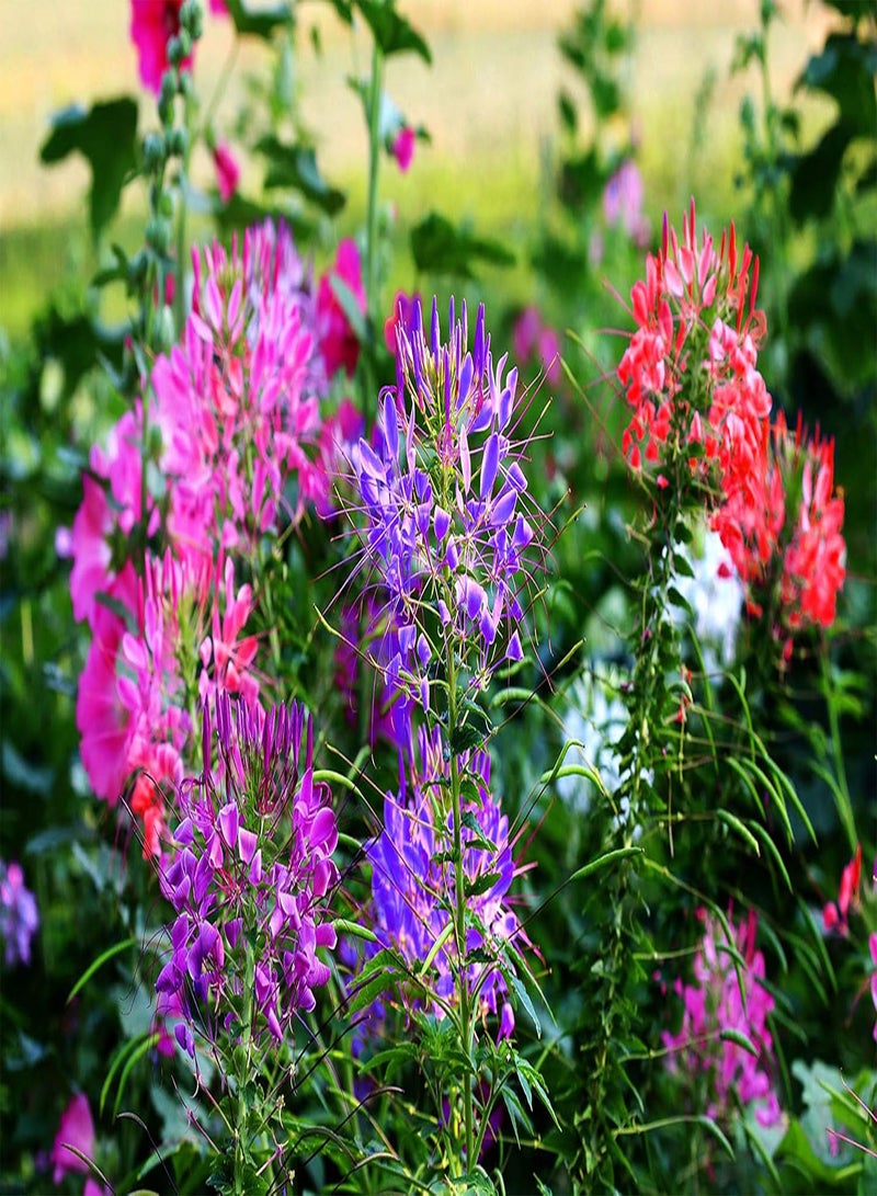 جي جوت بذور نادرة لزهرة العنكبوت المختلطة، 400 قطعة، نبات رحيق كليوم