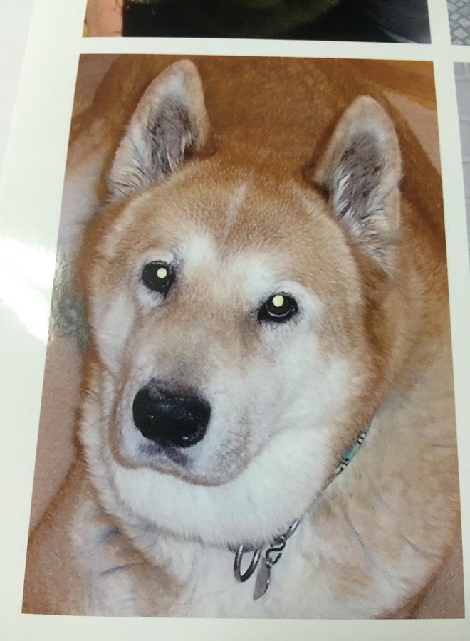 Homend  Dr. Baker's Canine System Saver - Image 2