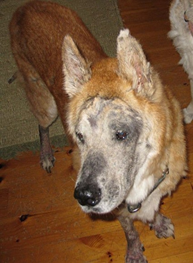 Homend  Dr. Baker's Canine System Saver - Image 3