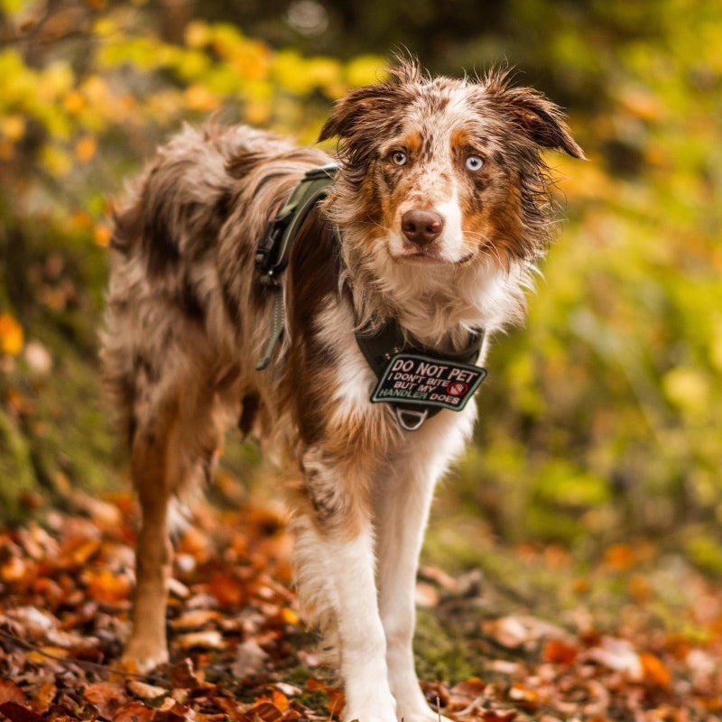 rabbitgoo Dog Harness for Large Dogs No Pull, Tactical Service Pet Vest with Molle and Control Handle, Adjustable and Reflective Military Harness for Easy Walking and Training, Black, L - Image 2