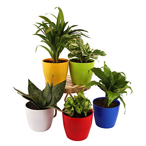 Leafy Tales Plastic Pots, Pots for Plants, Gardening (Multicolour, Size: Small, Set of 5) - Image 2