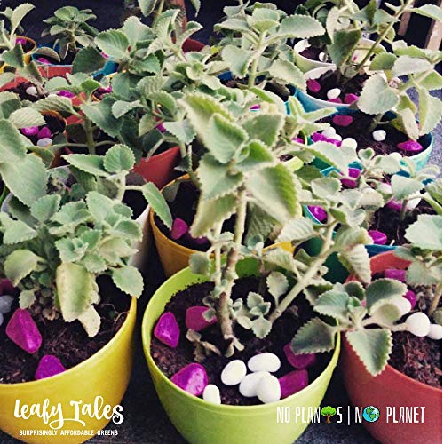 Leafy Tales Plastic Pots, Pots for Plants, Gardening (Multicolour, Size: Small, Set of 5) - Image 3