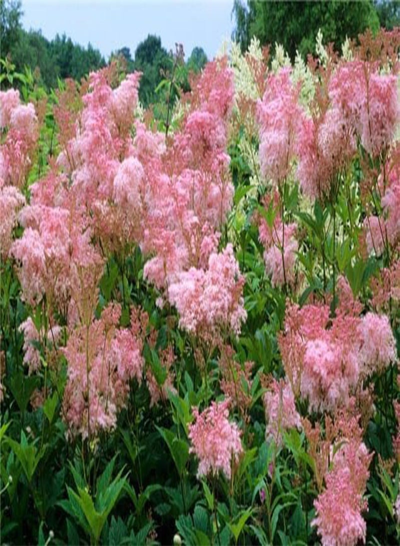 GGOOT Filipendula rubra, Queen of The Prairie 15 Seeds, Perennial
