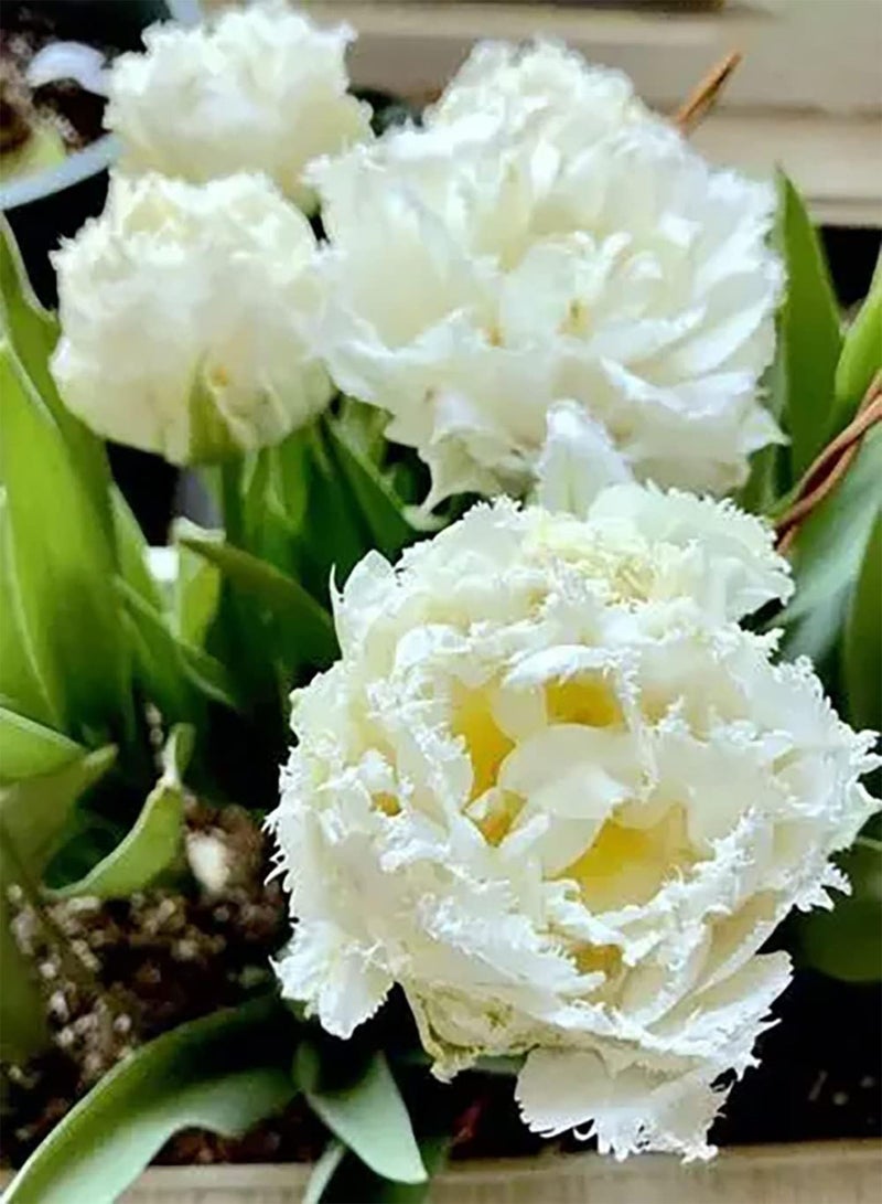 GGOOT 10pcs Tulpenzwiebeln mehrjährig schaffen einzigartige künstlerische Landschaften wesentliche Materialien Innendekoration viel geliebt Einfach zu wachsen - Image 2