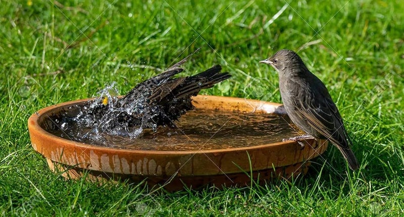 CRAFT PARK Craft Park Earthen Pot Terracotta Bird Bath Earth Brown Round Shape  - Image 3