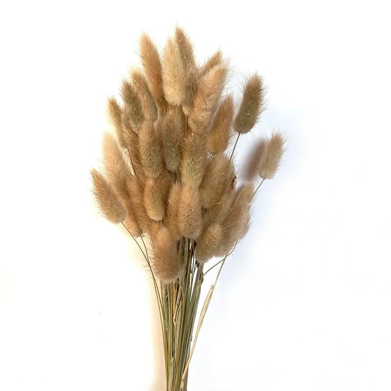 Bluejw Bouquet of Preserved Rabbit Tail Grass Dried Flowers in Primary Colors – Natural Dried Plants for Wedding Decor, Home Decoration, and Rustic Floral Arrangements - Image 2