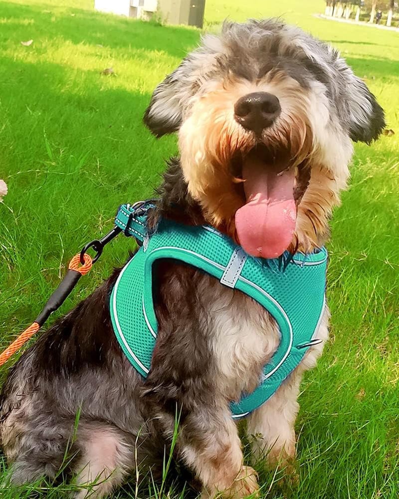 Joytale Small Dog Harness, Breathable Mesh Step-in Vest, Reflective Soft Padded Harnesses for Small and Medium Dogs, Teal, L - Image 2