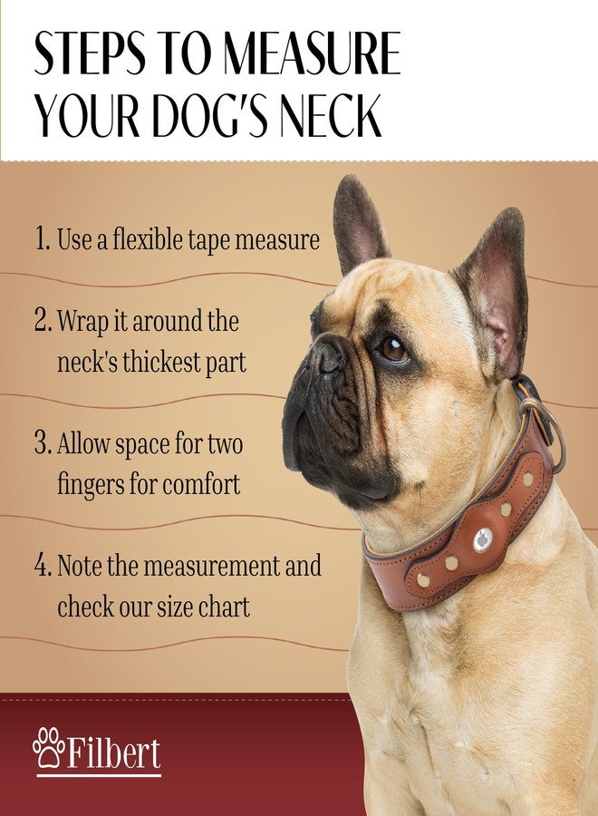 Filbert Leather Dog Collar with Airtag Holder, Upgraded Secure Airtag Collar Luxury, for Medium Dogs, Leather, Waterproof, Premium, Adjustable for All Breeds, Heavy Metal Buckle, Ultra-Durable - Image 5