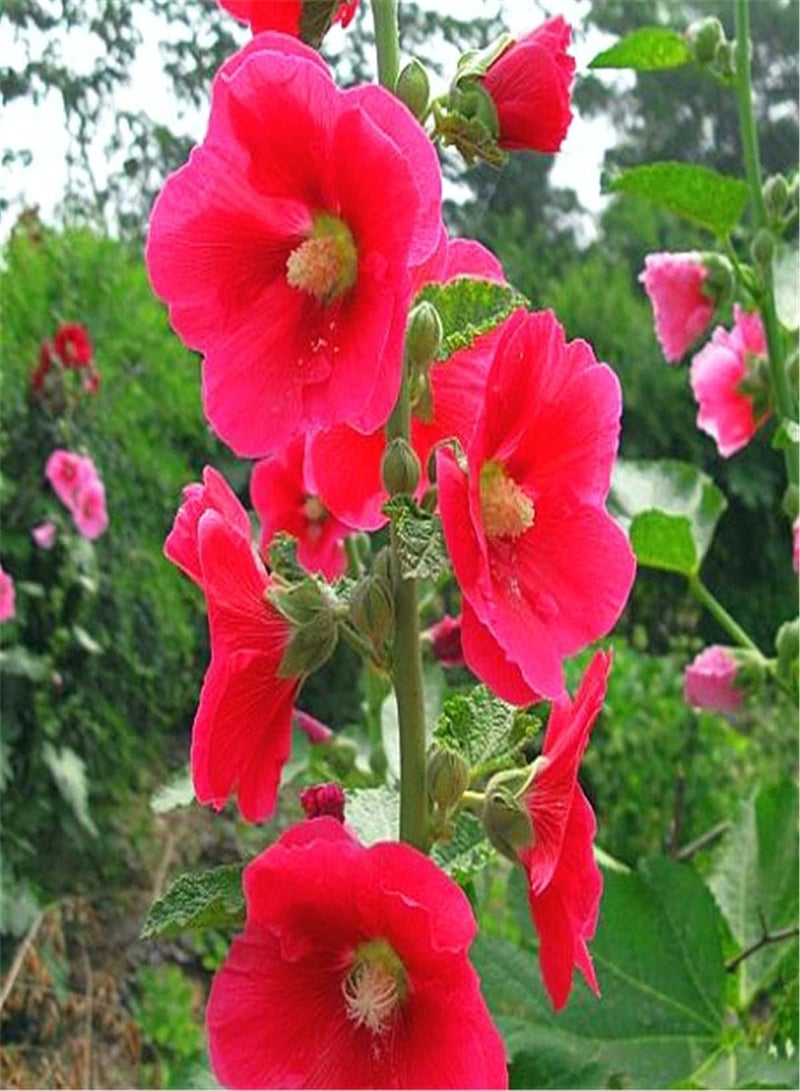 GGOOT Imported Hollyhock Seeds/Indoor Outdoor Seeds/Can Blossom in Large Numbers/Strong Growing Plant-300 PCS - Image 1