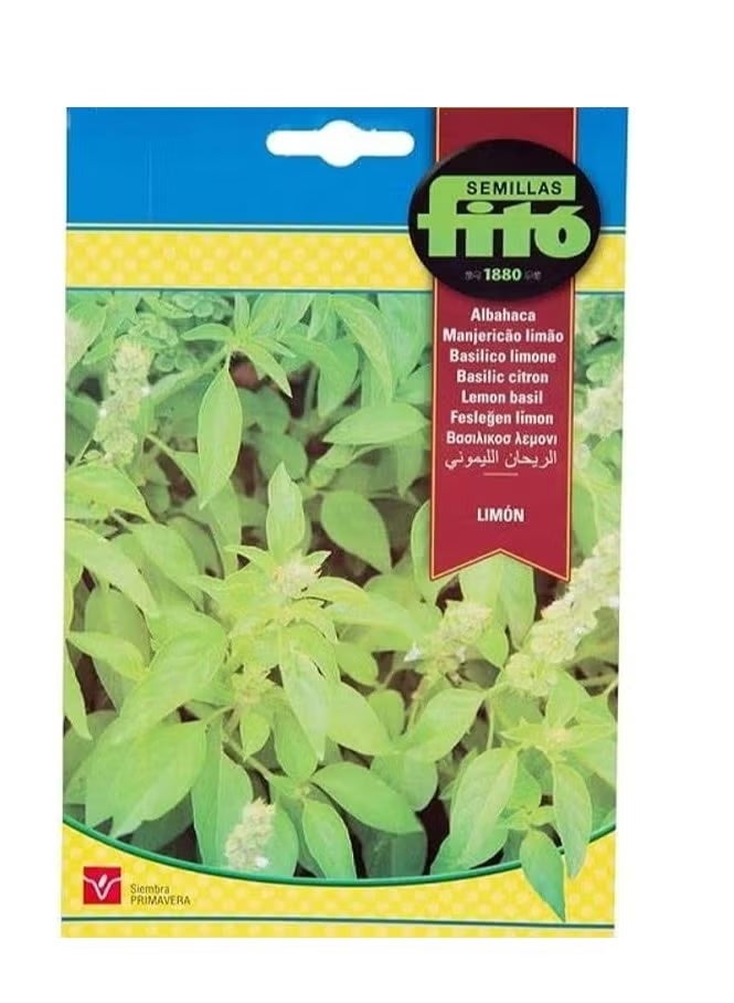 Fito Lemon Basil Premium Quality Seeds by Semillas Fitó
