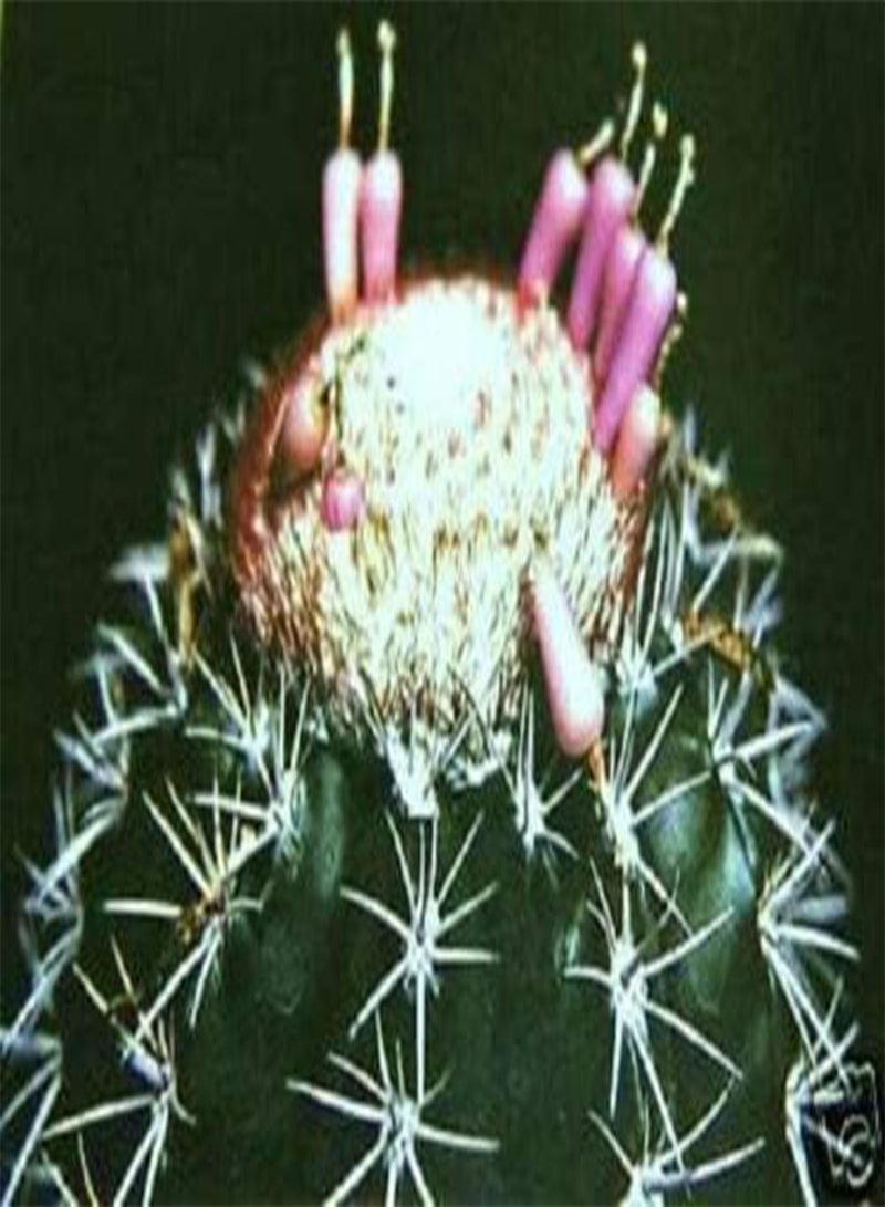 جي جوت بذور الصبار النادرة Melocactus Violaceus، 100 بذرة