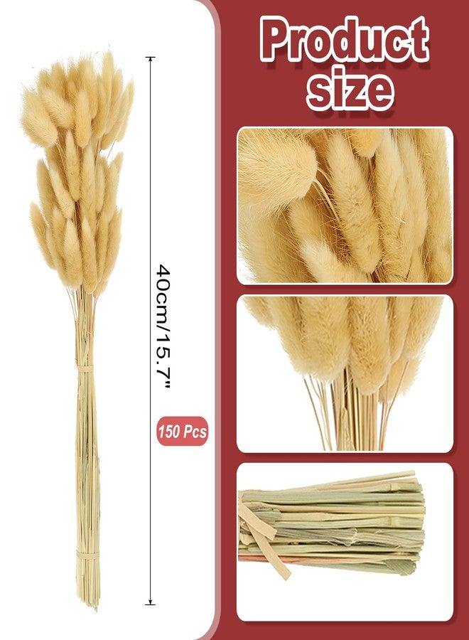 باتيكيل زهور مجففة على شكل ذيول أرنب من باتيكيل، طولها 15.7 بوصة، 150 قطعة من عشب البامباس لتزيين المنزل، عشب بامباس طبيعي، عشب بامباس صناعي مجفف، لون بيج، مناسب لتزيين المنزل، ديكور بوهيمي، مزهرية، وحفلات الزفاف - Image 2