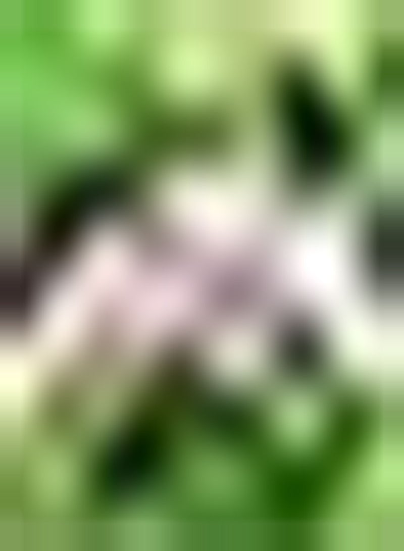 GGOOT 10 rosafarbene Oxalis Zwiebeln gepflanzt im Hof Kleine Blumen reiche Blätter Attraktion die bei vielen Gärtnern beliebt ist aromatische Gartenlandschaft - Image 2