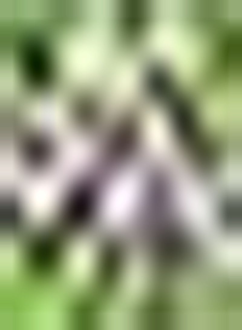 GGOOT 10 rosafarbene Oxalis Zwiebeln gepflanzt im Hof Kleine Blumen reiche Blätter Attraktion die bei vielen Gärtnern beliebt ist aromatische Gartenlandschaft - Image 1