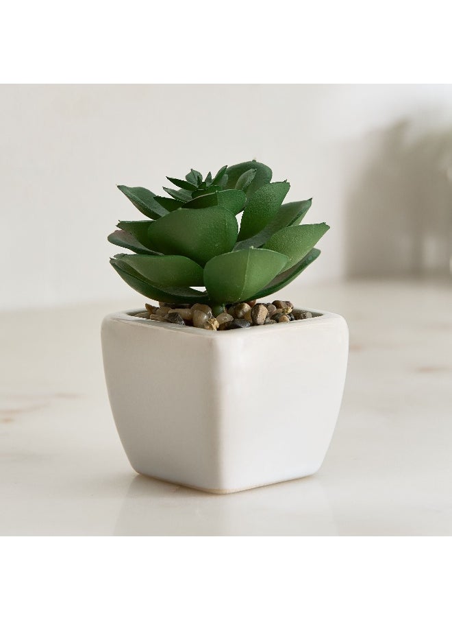 Home Box Tant Ceramic Potted Succulent - 7x7x8.5 cm  - Image 1
