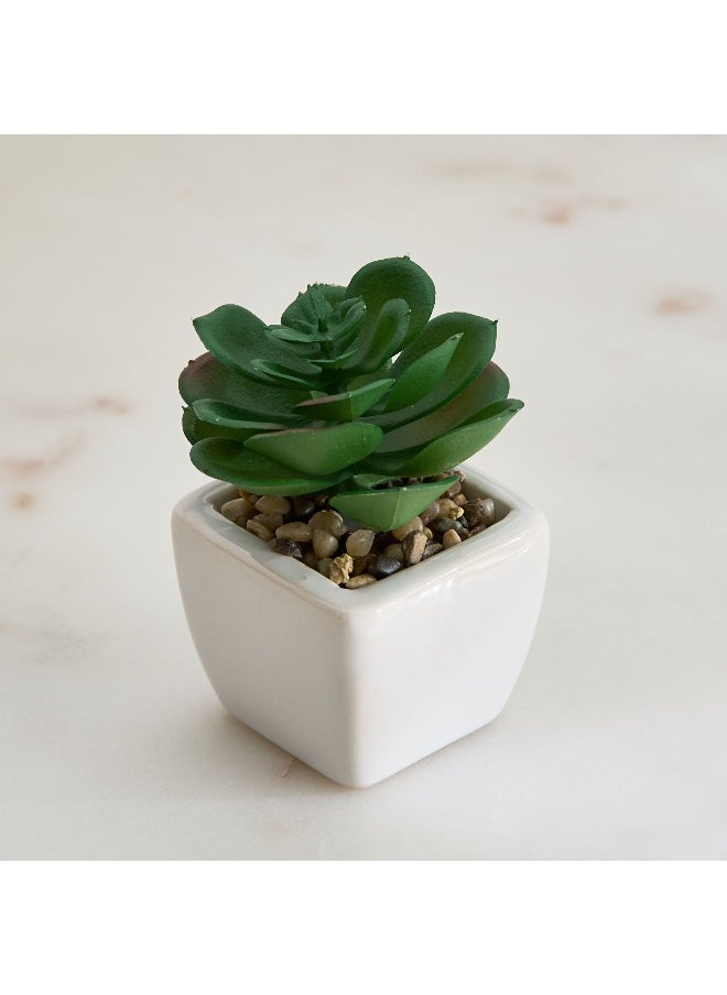 Home Box Tant Ceramic Potted Succulent - 7x7x8.5 cm  - Image 2