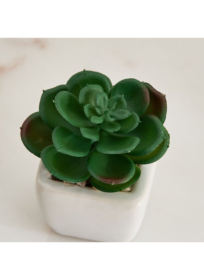Home Box Tant Ceramic Potted Succulent - 7x7x8.5 cm  - Image 3