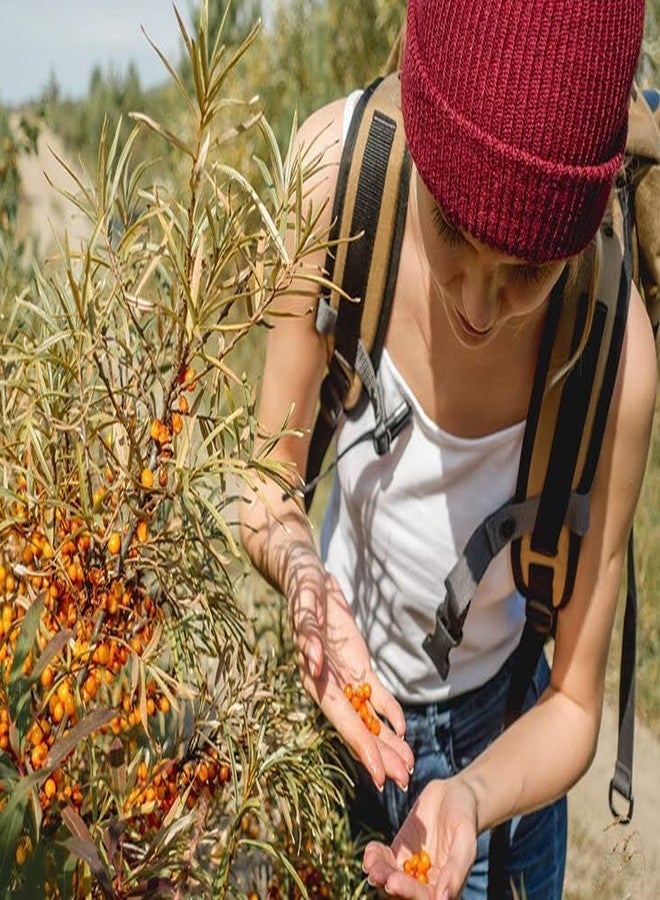 VedoMax Organic Sea Buckthorn Berries Powder | Dry Sea Buckthorn Powder | Rich in Collagen, Fiber, Omegas, Vitamin C, Vitamin E - (400 GM) - Image 3