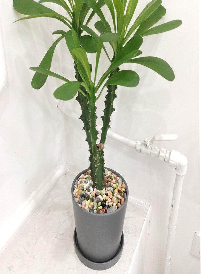 FANTIAN 10 lbs Small Succulent Rocks, 3/8 Inch Colorful Polished Pebbles for Indoor Plants. Decorative Rocks for Plants Indoor, Vases, Planters Aquarium and Outdoor Landscaping Garden - Image 5