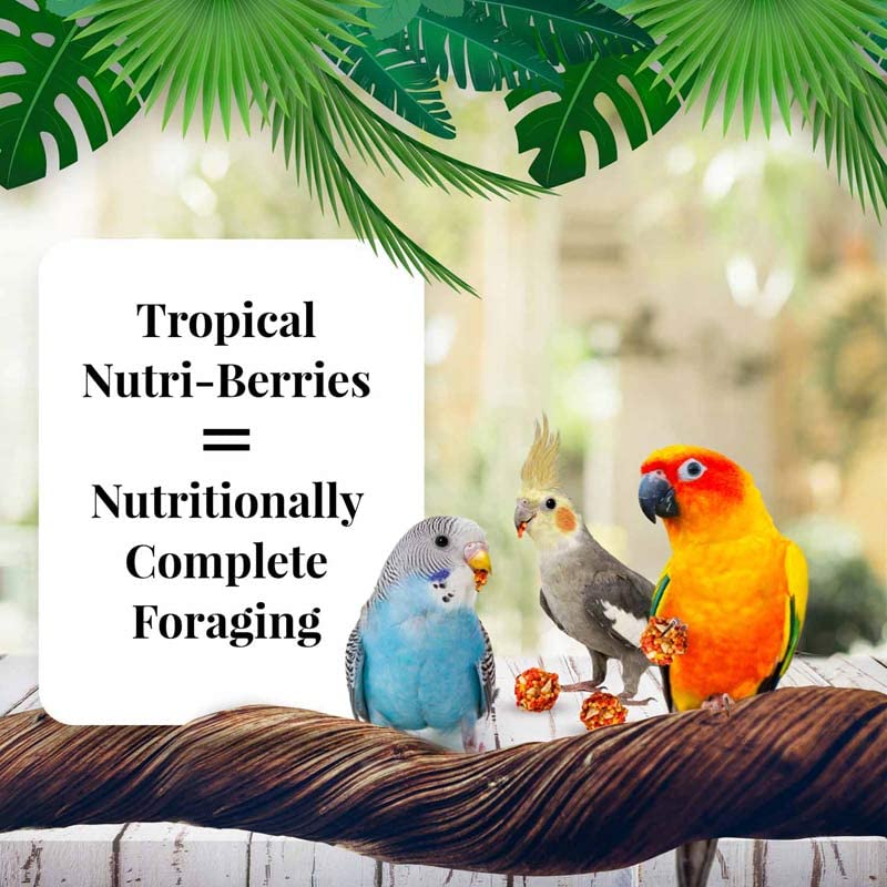 LAFEBER'S Tropical Fruit Nutri-Berries Pet Bird Food, Made with Non-GMO and Human-Grade Ingredients, for Cockatiels Conures Parakeets (Budgies) Lovebirds (Tropical Fruit 10 oz Pack of 2) - Image 2