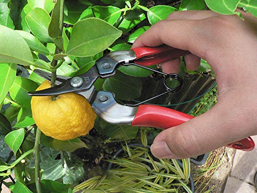 ARS HP-310 Curved Blade Fruit Pruner - Image 2