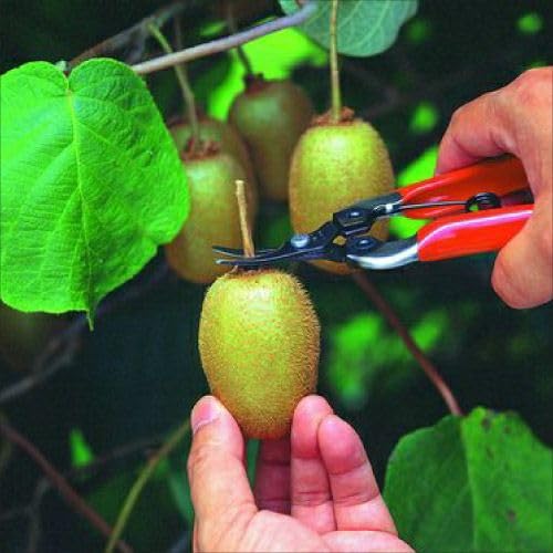 ARS HP-310 Curved Blade Fruit Pruner - Image 3