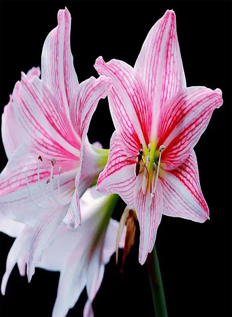 GGOOT 2 x rosafarbene Amaryllis Zwiebeln exotisch passend für jedes Wetter - Image 1