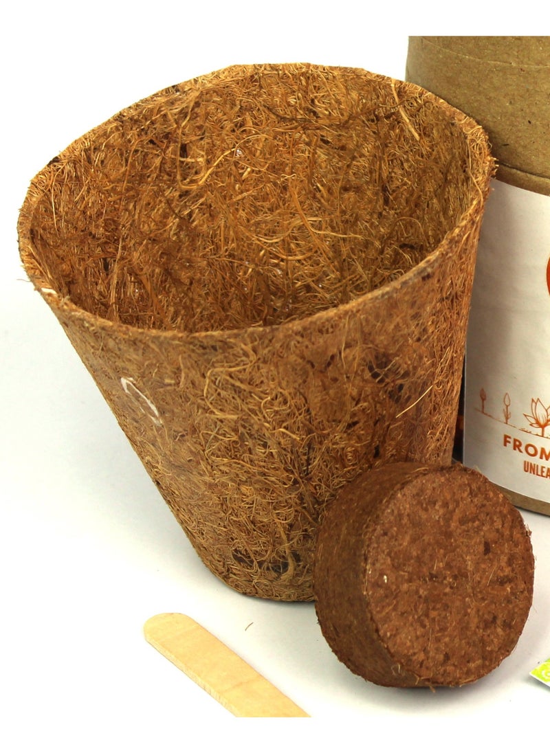 GJY Buy Responsibly Plantable Starter Kit (Marigold) | Eco-Friendly Biodegradable Stationery Set with Coco Pot, Peat, Seeds & Fertilizer |  Sustainable Kids Birthday Return Gifts  - Image 4