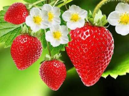 Green World STRAWBERRY ALPINE FRAGARIA SEEDS FOR KITCHEN GARDENING (50 seeds) - Image 5