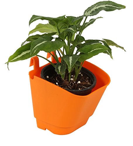 CAPPL Vertical Garden Wall Hanging Pot (Pack of 8, Orange) - Image 5