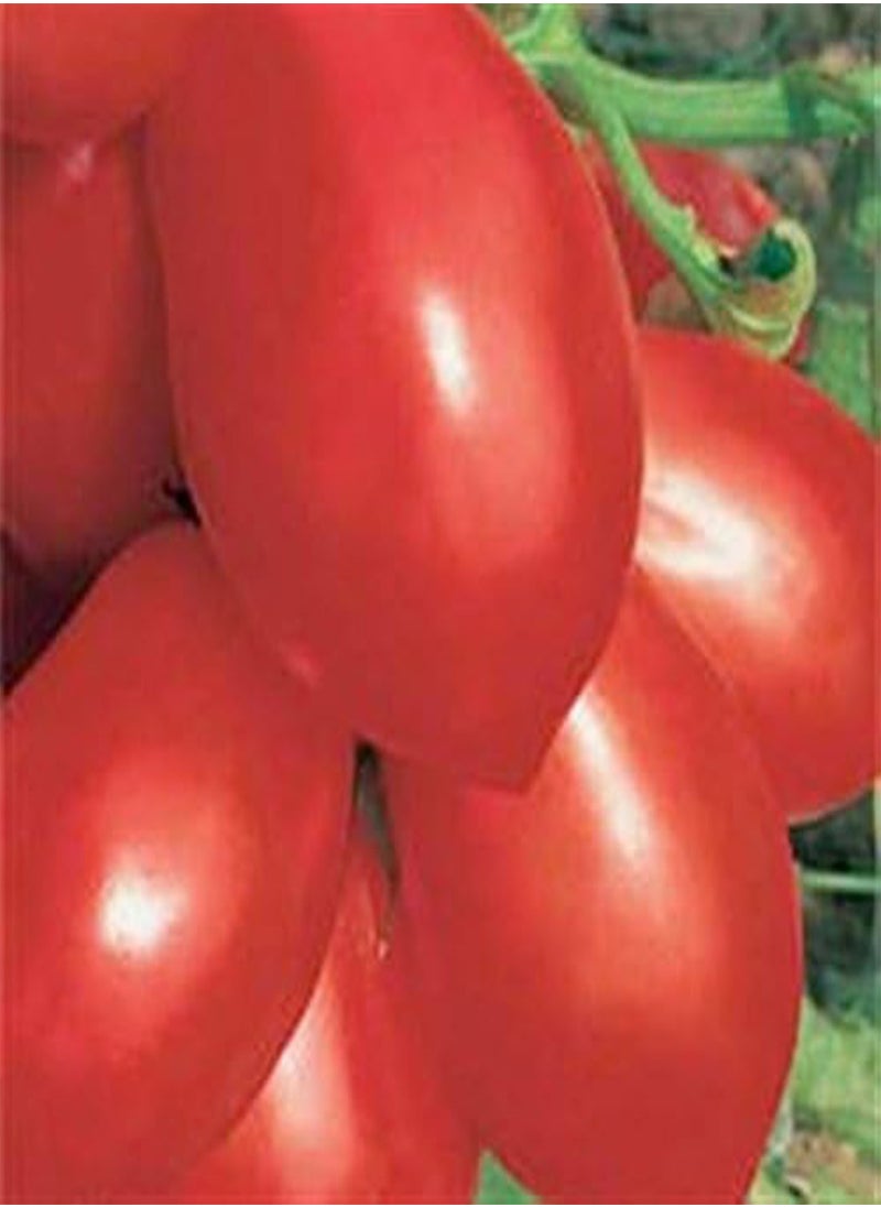 GGOOT Rio Grand ish Heritage Heirloom Plum Shape Bright RED Paste Cooking Tomato 20 Organic Seeds Certified  Organic Grower 
