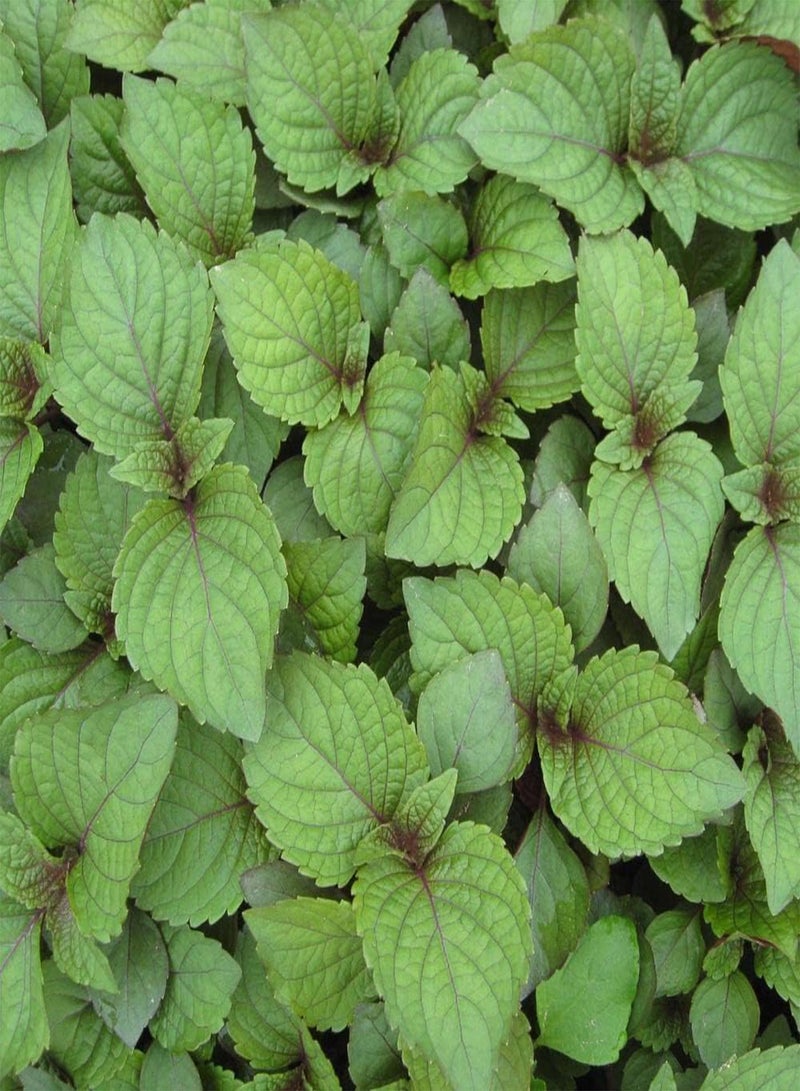 جي جوت 300 قطعة من بذور البيريللا الخضراء الطبيعية المزروعة في الحديقة في الهواء الطلق عادةً ما تكون بمثابة ديكور في غرفة الدراسة محبوبة من قبل الناس - Image 1