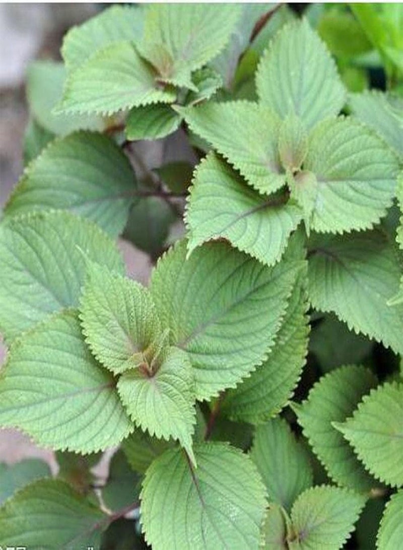 جي جوت 300 قطعة من بذور البيريللا الخضراء الطبيعية المزروعة في الحديقة في الهواء الطلق عادةً ما تكون بمثابة ديكور في غرفة الدراسة محبوبة من قبل الناس - Image 2