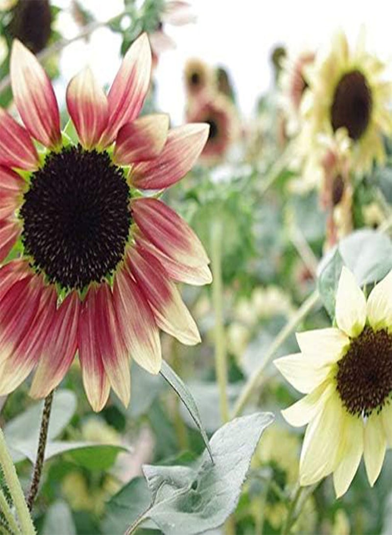 GGOOT 30Pcs Sunflower Seeds Elegant Gradient Unique Dazzling Decorative Flowers for Courtyard Garden Indoor Outdoor Planting Heat Resistant Strong Adaptability Loved by Gardeners - Image 2