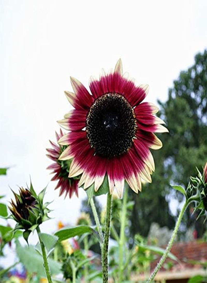 GGOOT 30Pcs Sunflower Seeds Elegant Gradient Unique Dazzling Decorative Flowers for Courtyard Garden Indoor Outdoor Planting Heat Resistant Strong Adaptability Loved by Gardeners - Image 3