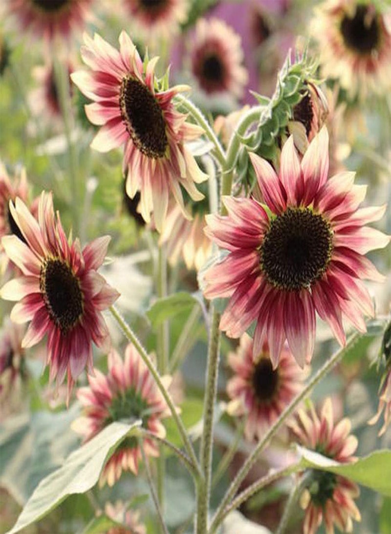 GGOOT 30Pcs Sunflower Seeds Elegant Gradient Unique Dazzling Decorative Flowers for Courtyard Garden Indoor Outdoor Planting Heat Resistant Strong Adaptability Loved by Gardeners - Image 1