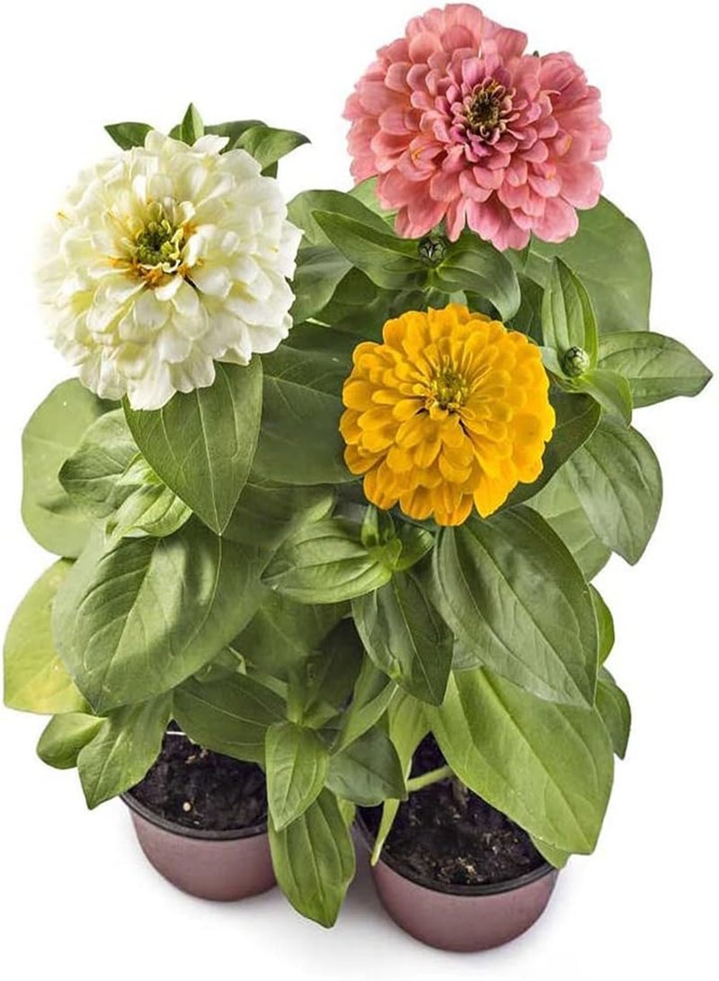 GGOOT 200Pcs Mix Zinnia Seeds Special Variety Colorful Flowers Bloom in Summer Courtyard Create Perfect Garden View Unique Ornamental Bouquet - Image 1