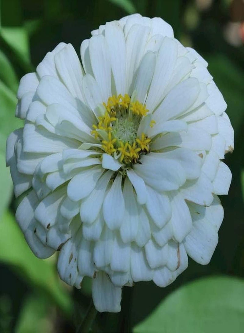 GGOOT 200Pcs Mix Zinnia Seeds Special Variety Colorful Flowers Bloom in Summer Courtyard Create Perfect Garden View Unique Ornamental Bouquet - Image 2