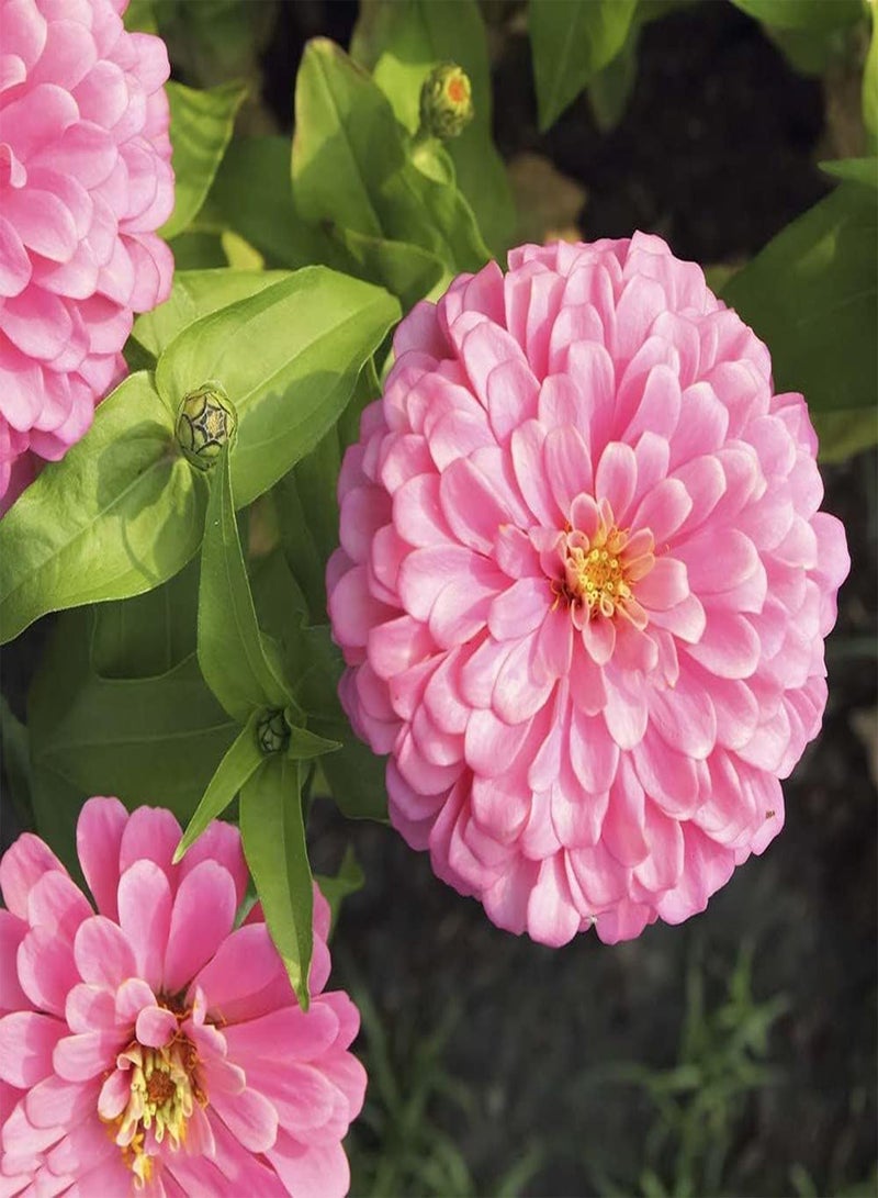 GGOOT 200Pcs Mix Zinnia Seeds Special Variety Colorful Flowers Bloom in Summer Courtyard Create Perfect Garden View Unique Ornamental Bouquet - Image 3