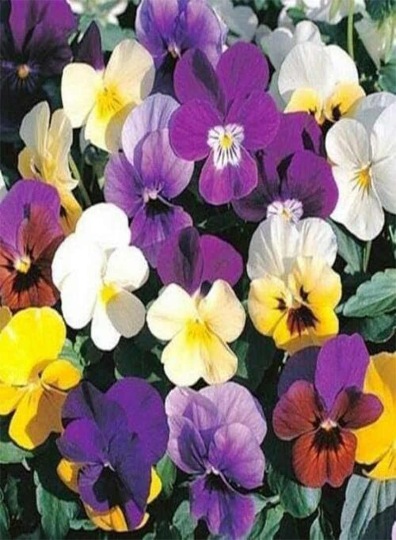 جي جوت البنفسج (مزيج مخملي سويسري عملاق من البنفسج) - 50 بذرة - Image 1