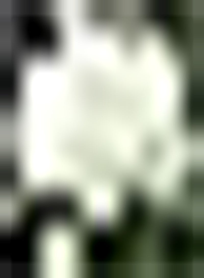 GGOOT 10pcs White Tulip Seeds Garden Perennials Can Be Used for Cut Flowers Planting in Pieces Form Landscape DIY Garden Craft Art Decoration Cultivate Planting Interest - Image 2