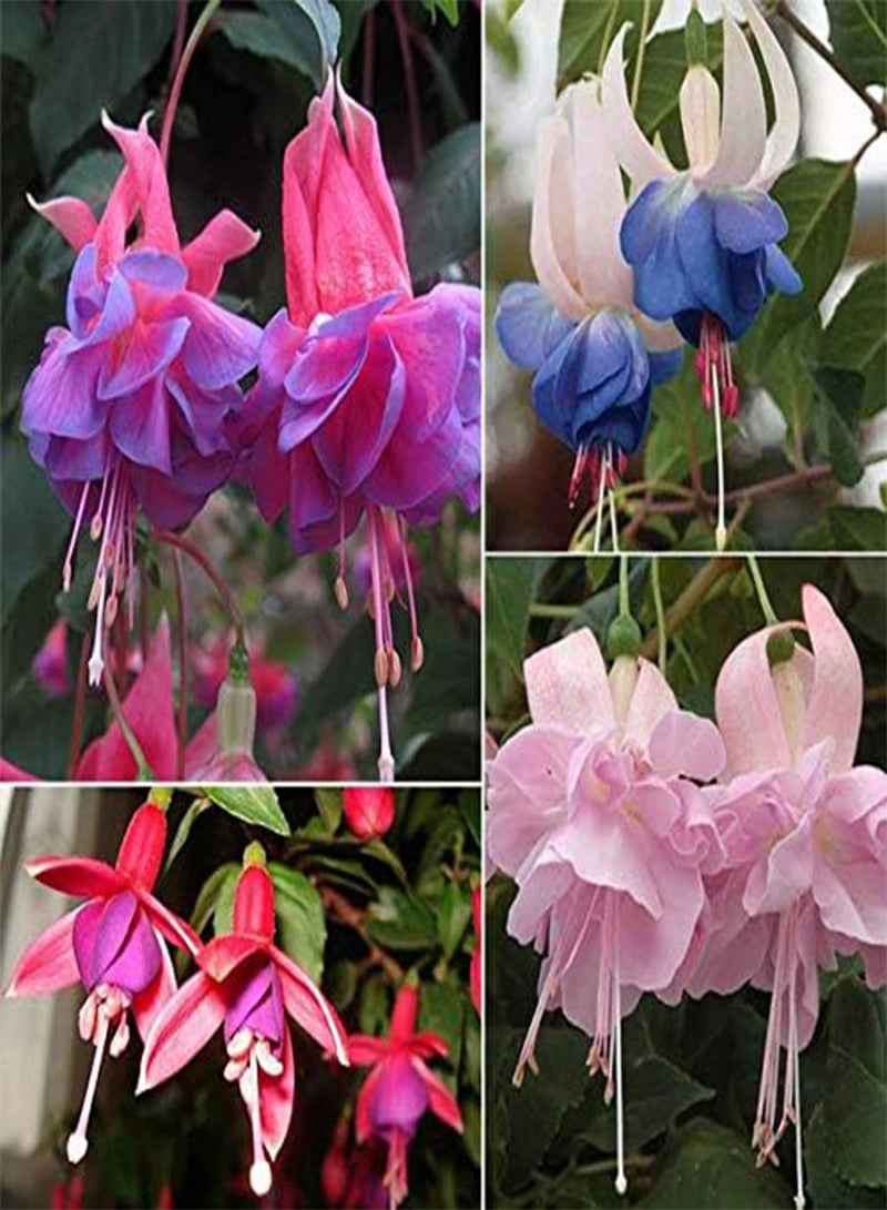 GGOOT seeds Fresh 100Pcs Fuchsias Flower Seeds for Planting Multi Colour