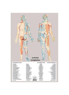 Systema Lymphatica -- A2 