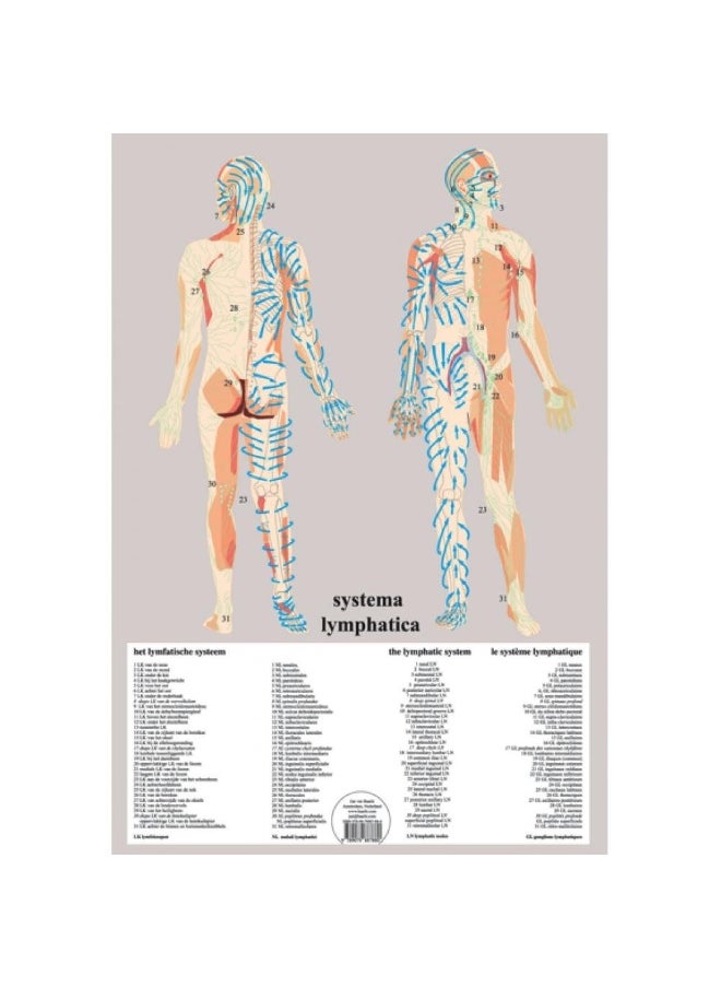 null - Systema Lymphatica -- A2 - Image 1