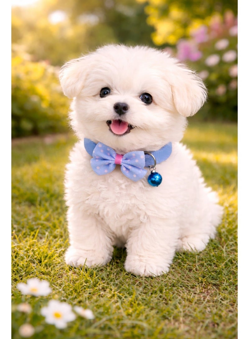 Petto Adjustable Blue Dot Print Bowknot Pet Collar with Bell – Cute Necklace for Small Dogs - Image 4